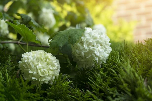 Japanese snowball 'Grandiflorum' is a popular, easy to grow shrub.