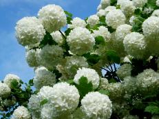 Find out how to grow and care for snowball bush, an old-fashioned shrub known for its masses of beautiful white, snowball-like flower clusters.