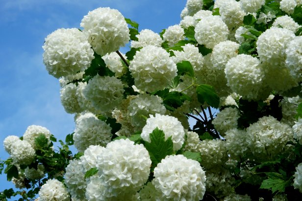 A snowball bush  (Viburnum opulus) is framed against a blue sky in the garden.