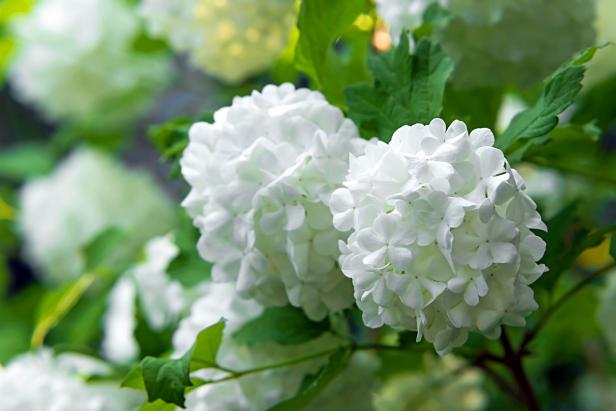 Prolific, easy to maintain snowball bush viburnum with white flower balls growing in a garden.