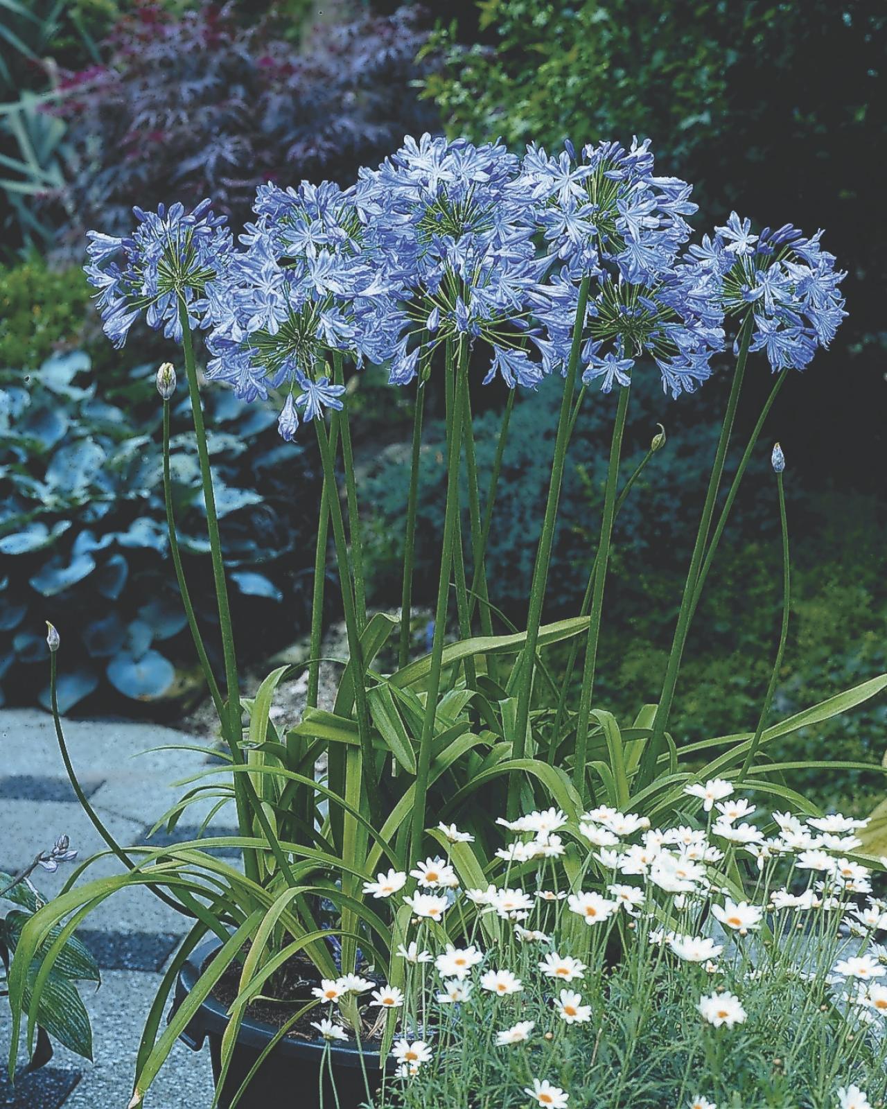 Agapanthus