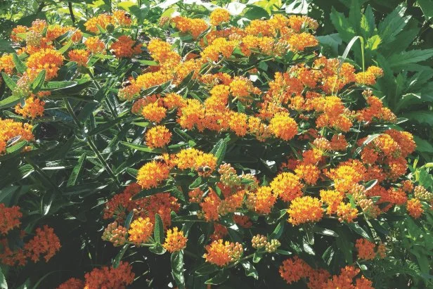 Butterfly weed produces orange and yellow flowers 