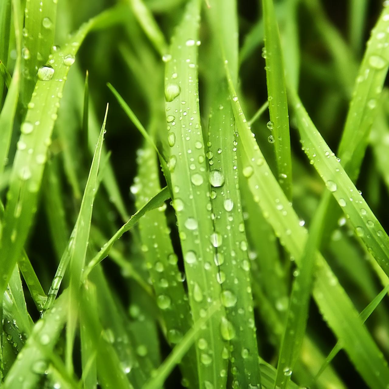 Cutting a best sale wet lawn