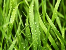 Learn why mowing a wet lawn isn't a good idea, plus get tips on what you should do if you absolutely must cut the grass.