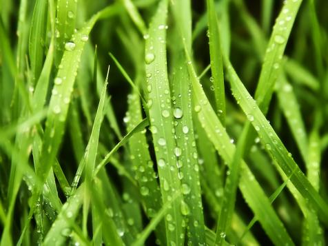 5 Reasons Not to Mow Wet Grass