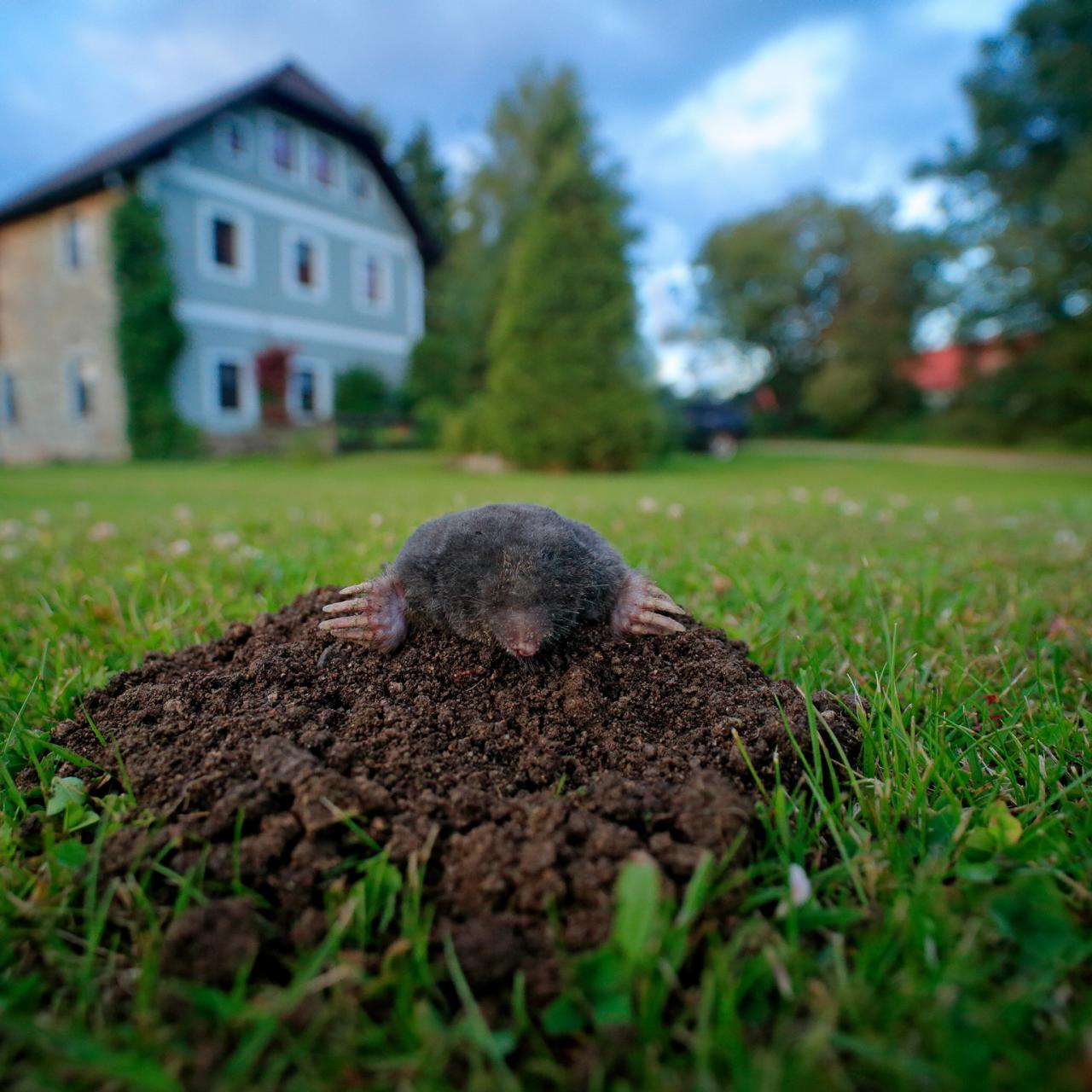 Thought I had a vole problem, turns out it was a mole problem