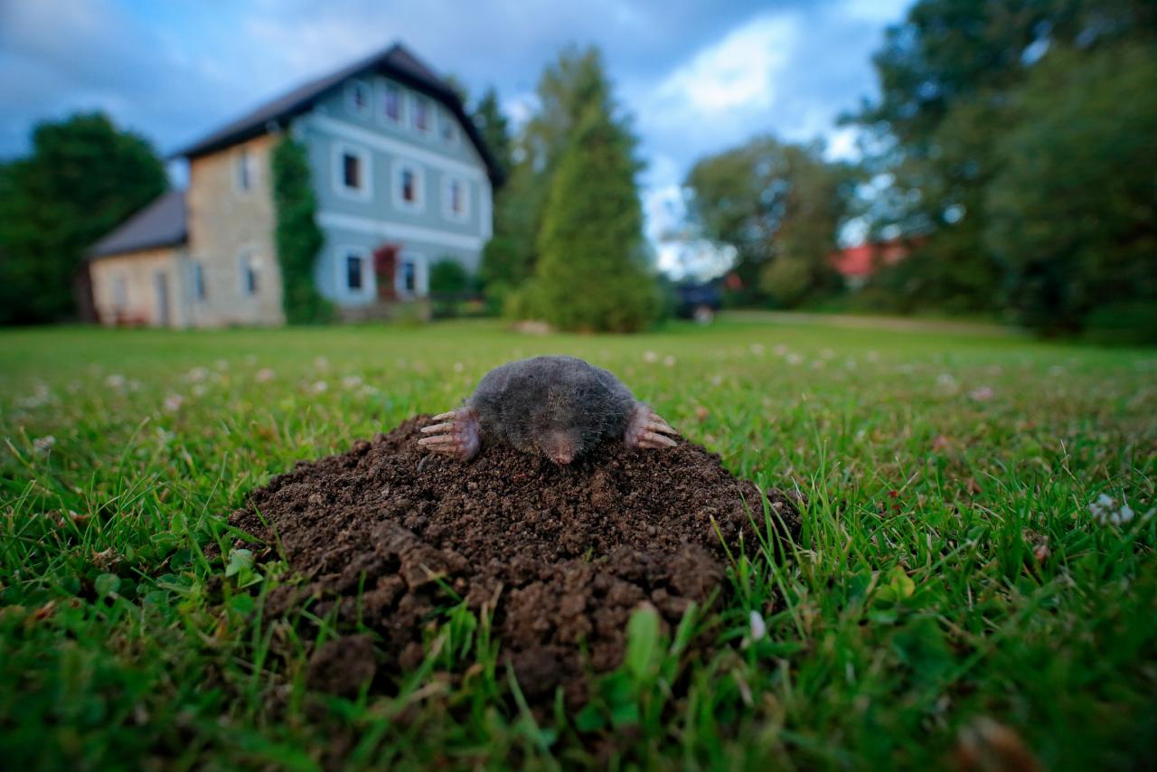 ground mole removal