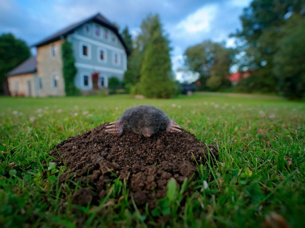 how do i get rid of moles in my yard with dogs