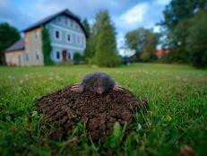 Find out the difference between moles and voles and learn how to get rid of moles and voles so these burrowing varmints don't turn your lawn or garden into their playpen.