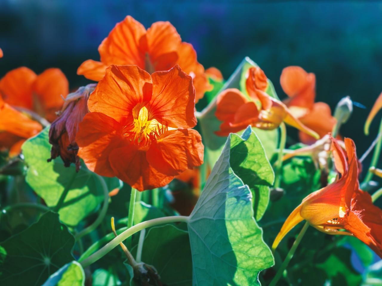 How to Plant, Grow and Care for Nasturtium | HGTV