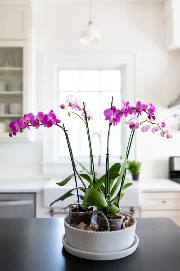 How to Decorate Dining Room With Orchids: Stunning Ideas & Tips