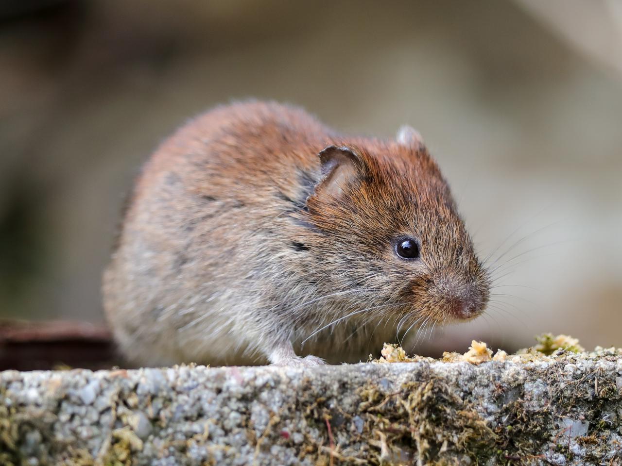 How To Get Rid Of Moles And Voles Hgtv,Marscapone