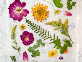 Brightly Colored Pressed Flowers on Paper Towel