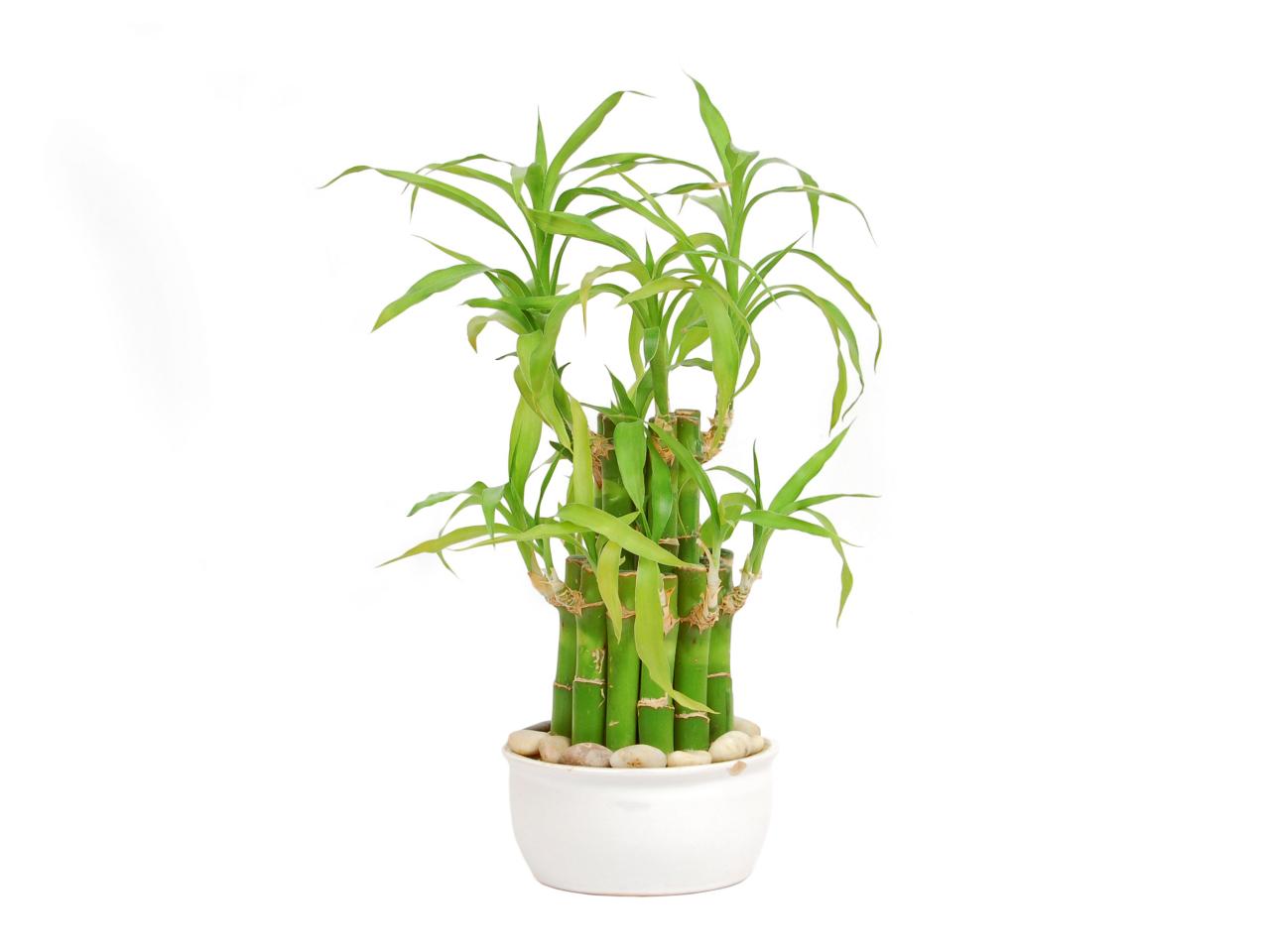 Bamboo Plant Get To Know It Before You Grow It   HGTV