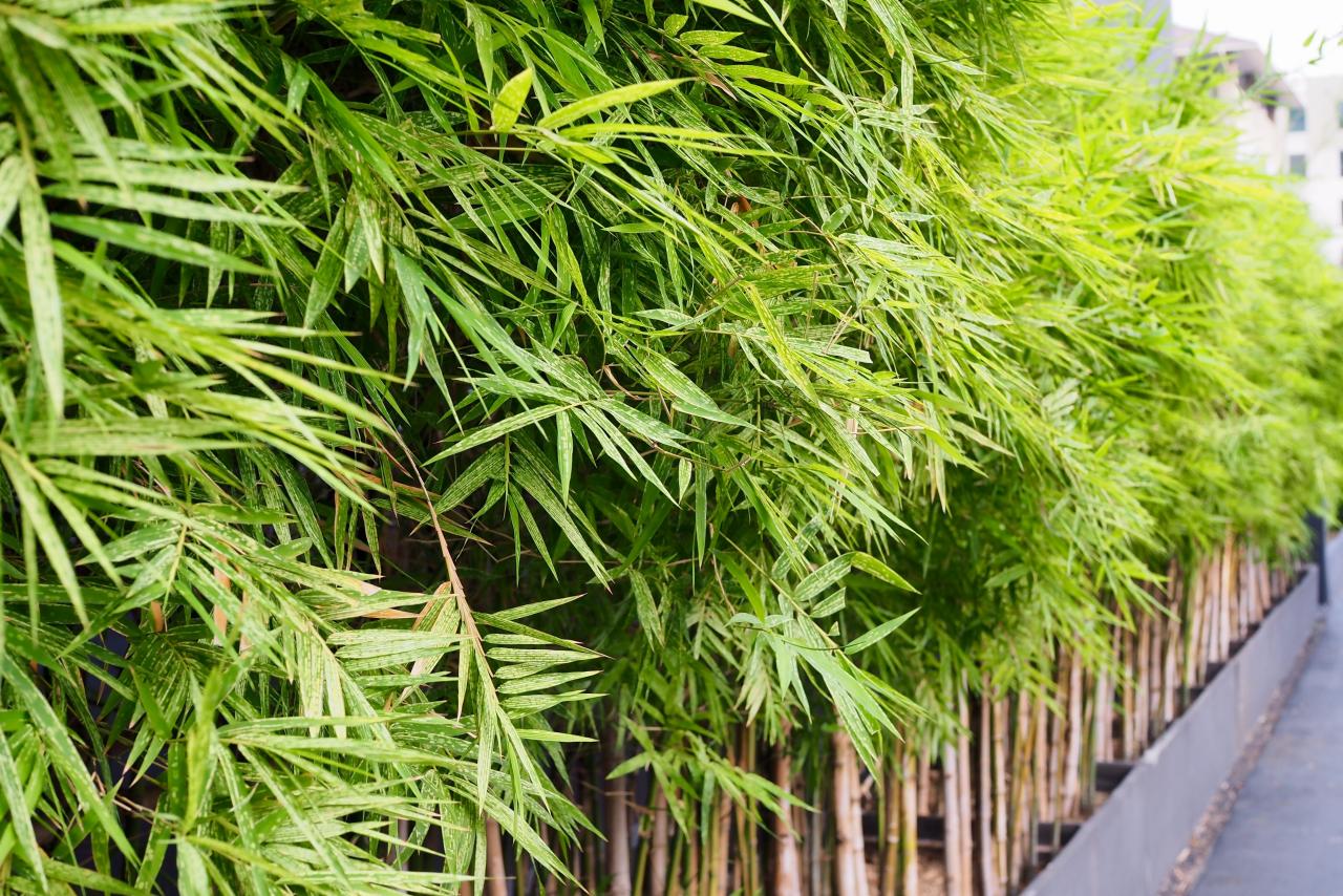 Bamboo Plant Get To Know It Before You, Types Of Bamboo For Landscaping