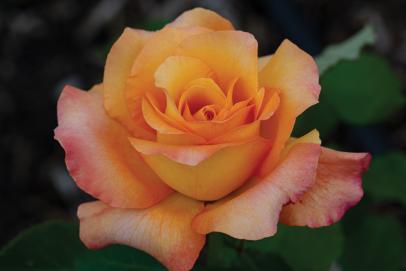Blue Pink Yellow Fragrant Rose~~~ Ocean Sunset Rose BUSH FLOWER SEEDS 12 PCS