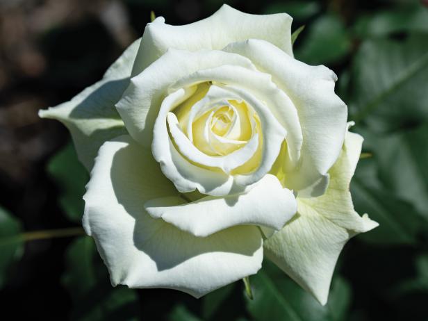 How to Grow Hybrid Tea Roses and Old-Fashioned Tea Roses | HGTV