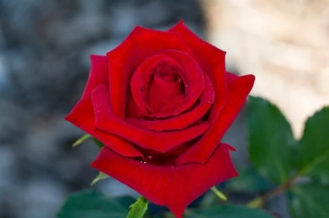 Tea Roses Aka Hybrid Tea Rose Care Guide