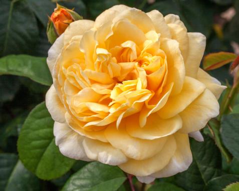 How to Grow Hybrid Tea Roses and Old-Fashioned Tea Roses