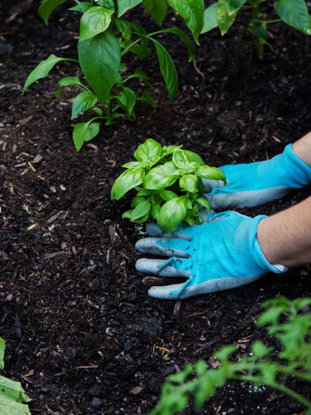 Planting Basil in Vegetable Garden