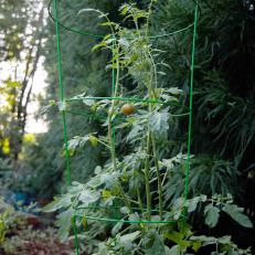 Tomato Plant in Vegetable Garden