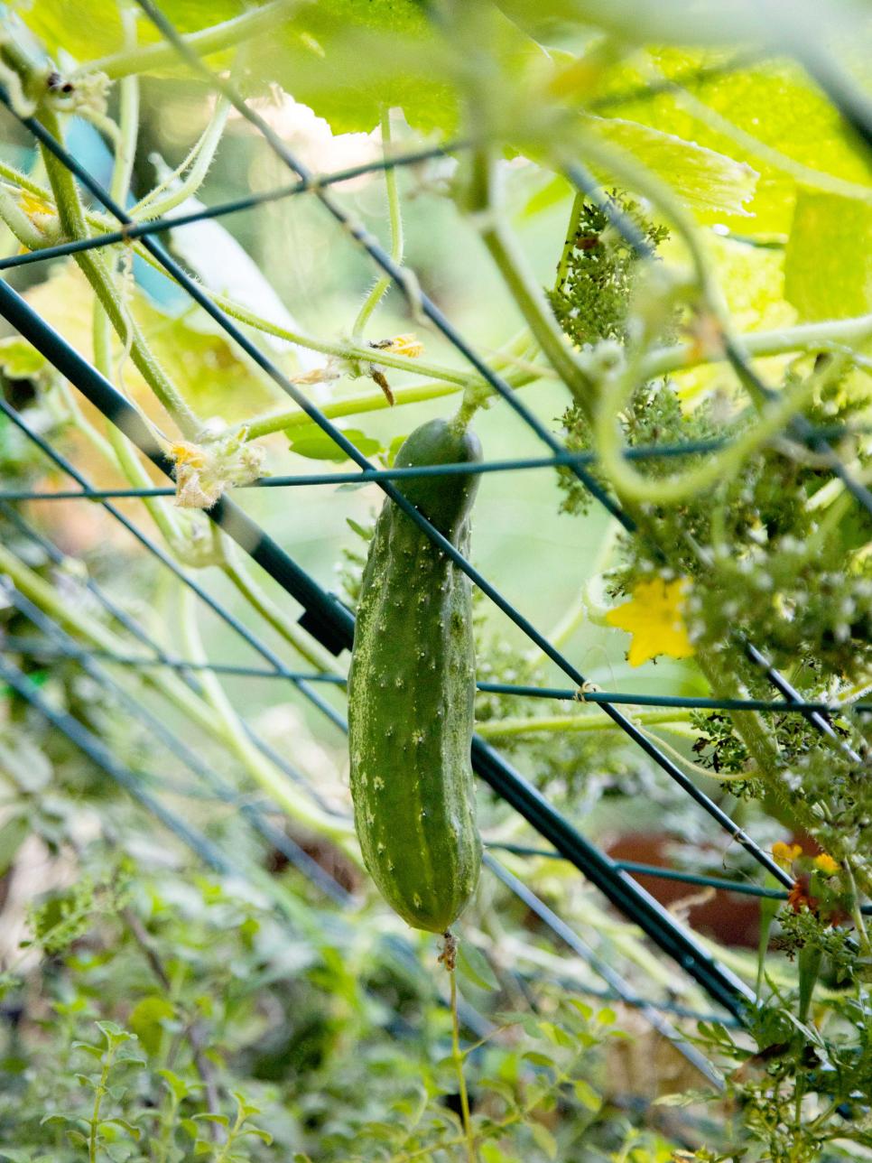 Cucumber on the Vine | HGTV