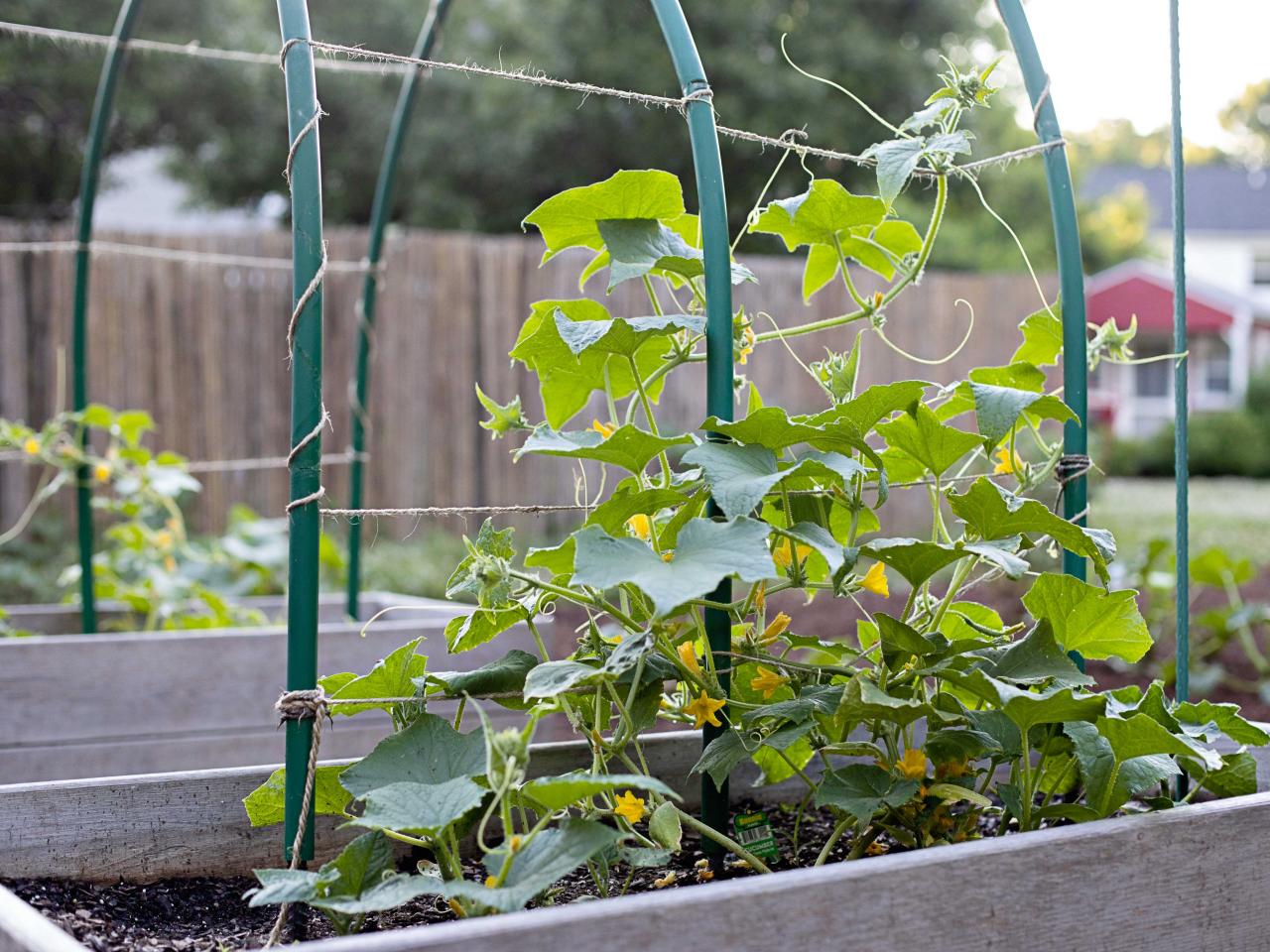 cucumber vines