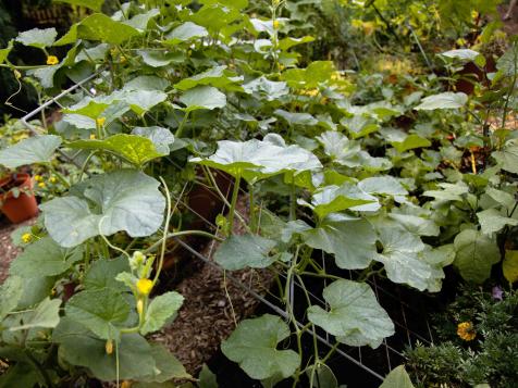 Companion Planting for Summer and Winter Squash