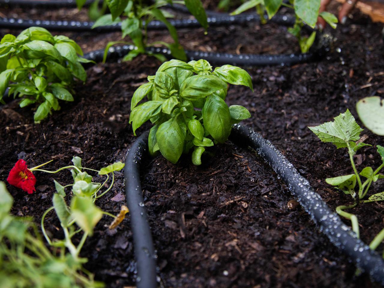 How Do I Keep My Raised Garden Bed From Drying Out? Our Top Tips