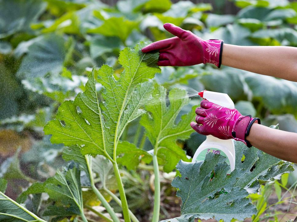 How to Spot Plant Pests in Your Garden