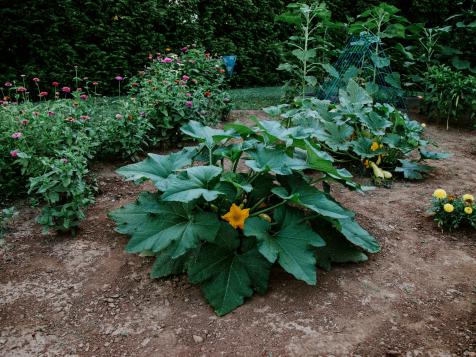 Image of Butternut squash and marigolds companion planting
