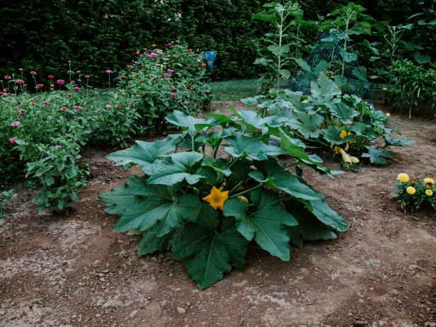 Zinnia and Squash Plants in Home Garden