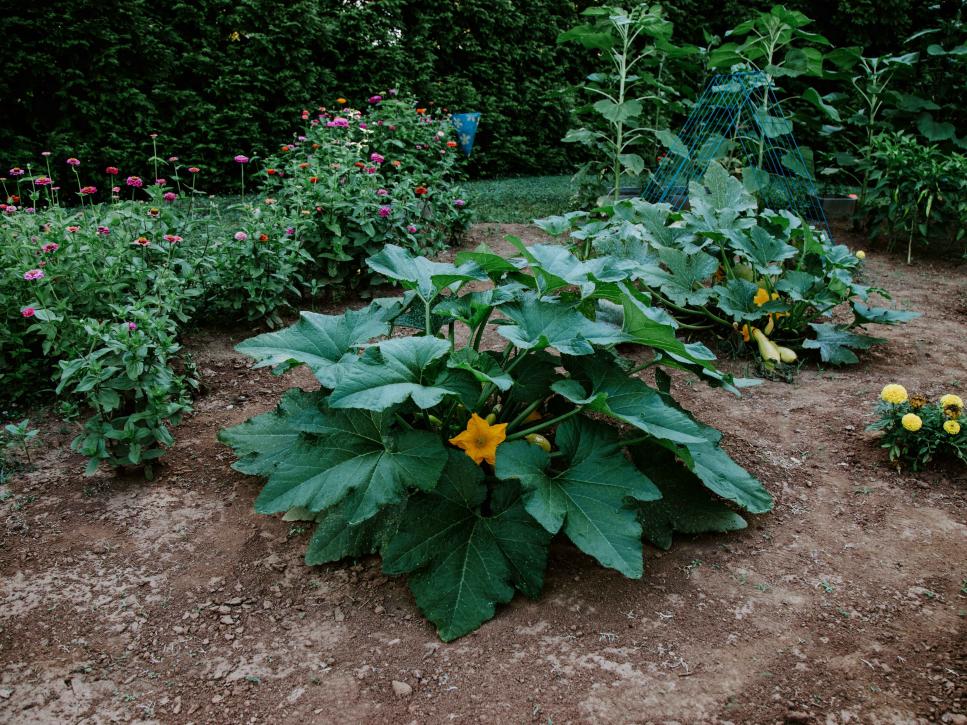 Cómo plantar plantas de calabaza en un jardín