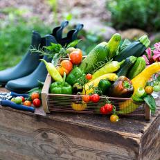 Summer Garden Vegetables in a Basket