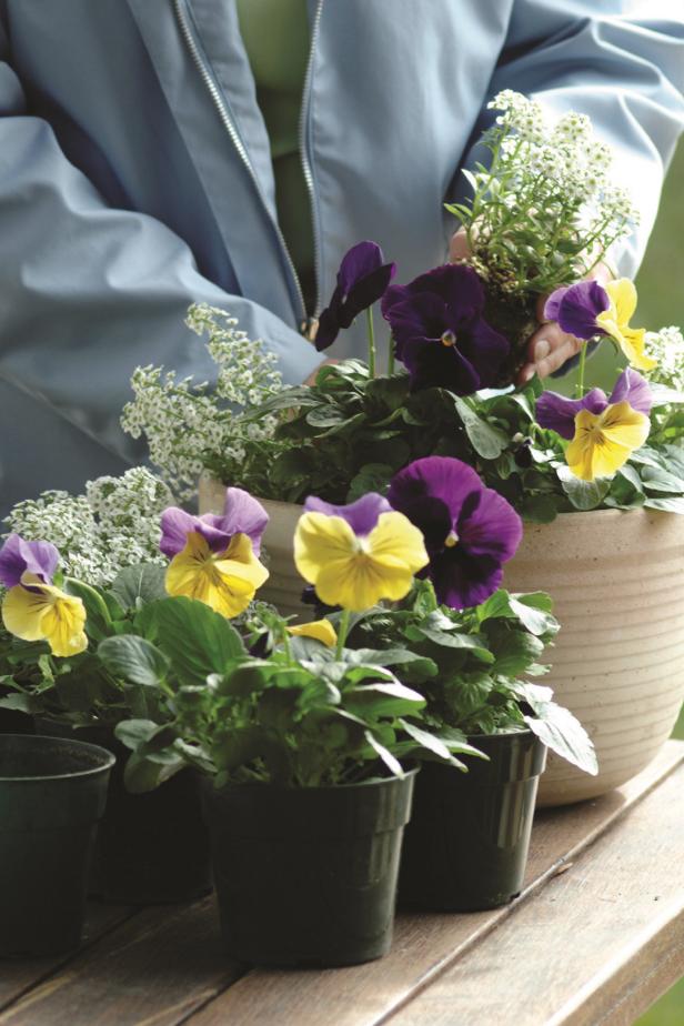 Pansy And Sweet Alyssum In Pot