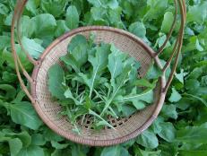 Make some room in your vegetable garden for planting arugula — a flavorful green that's easy to grow in cool season gardens.