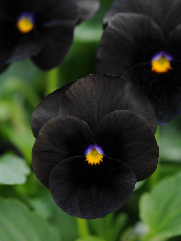 Download 40 Black Flowers And Plants Hgtv