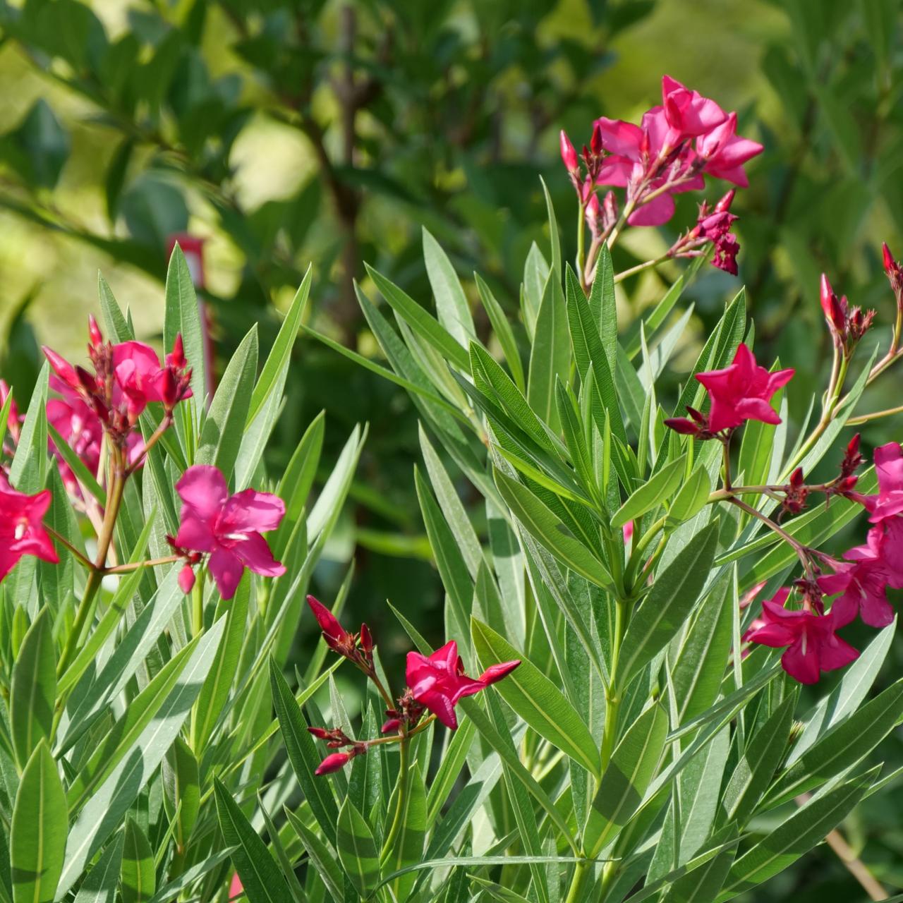 Oleander Is a Beautiful But Poisonous Shrub