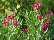 Oleander flowers from early summer until mid-autumn with large clusters of red, pink, yellow or white, single or double blossoms. All parts of oleander — leaves, flowers, stems, twigs, roots — are toxic.