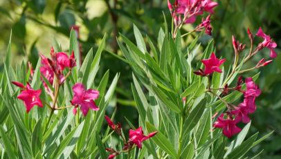 Oleander Is A Beautiful But Poisonous Shrub Hgtv