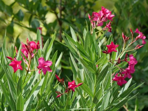 Oleander: Pretty But Poisonous