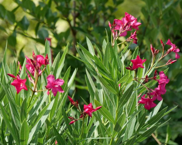Oleander flowers from early summer until mid-autumn with large clusters of red, pink, yellow or white, single or double blossoms. All parts of oleander — leaves, flowers, stems, twigs, roots — are toxic.