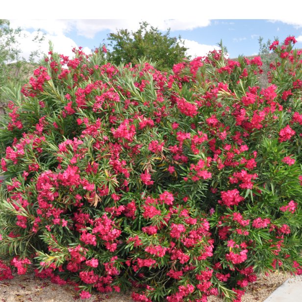 Oleander Shrub