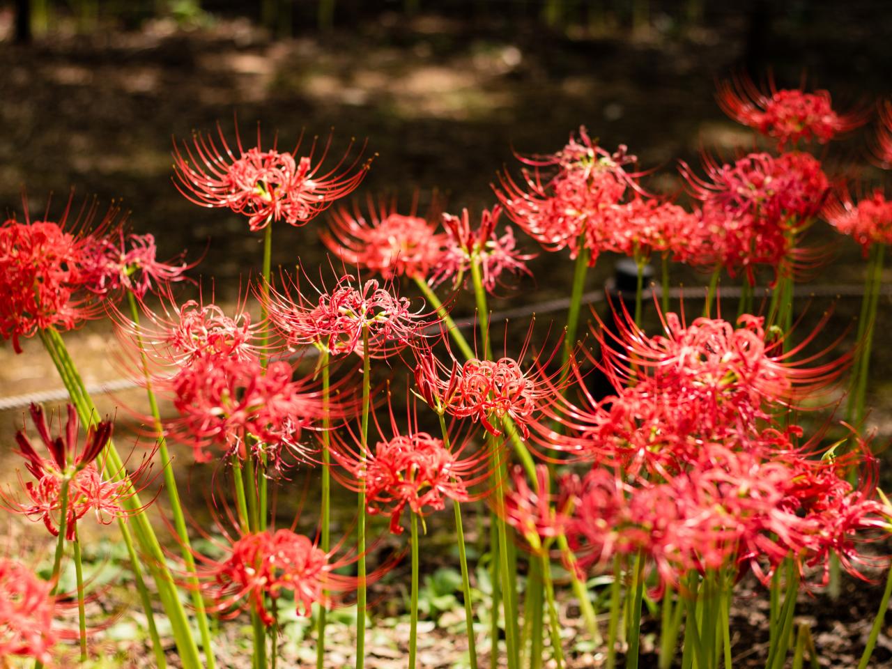 How To Plant And Grow Spider Lily Hgtv