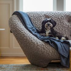 Gray Sofa With Dog