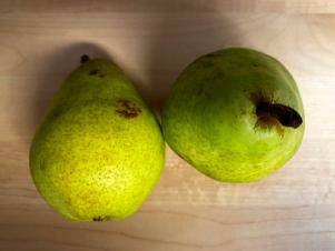 Pears, Day 7, With Bluapple