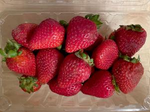 Strawberries, Day 7, Without Bluapple