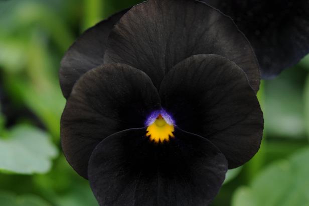 40 Black Flowers And Plants Hgtv