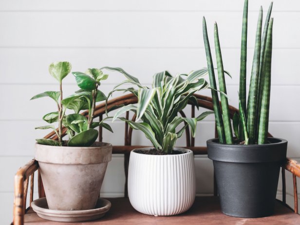 How to Overwinter Houseplants | Bringing Plants Indoors for the Winter ...