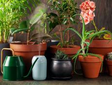 Houseplants that have spent summer basking in the great outdoors need a little TLC before coming inside for the winter.